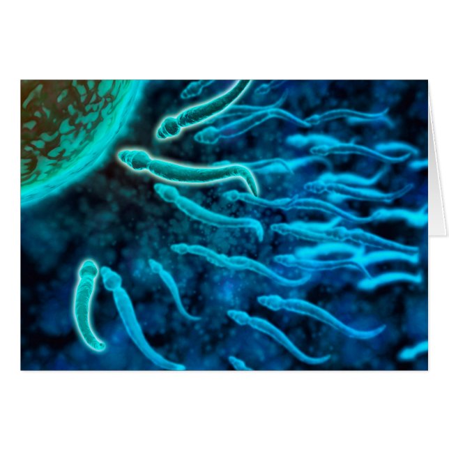 Microscopisch Uitzicht van spinzwemmen naar eieren (Voorkant Horizontaal)