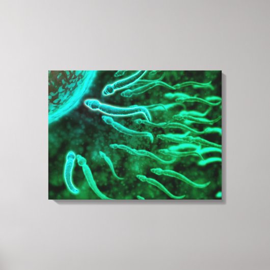 Microscopisch Uitzicht van spinzwemmen naar eieren Canvas Afdruk (Voorkant)