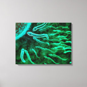 Microscopisch Uitzicht van spinzwemmen naar eieren Canvas Afdruk