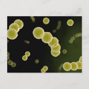 Microscopisch Uitzicht van Streptococcus 1 Briefkaart