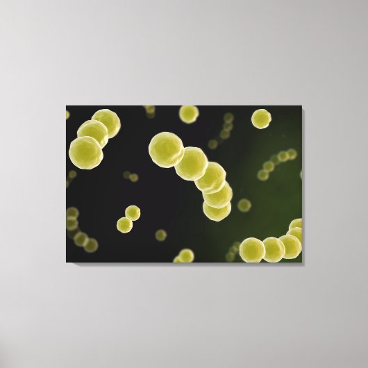 Microscopisch Uitzicht van Streptococcus 1 Canvas Afdruk (Voorkant)