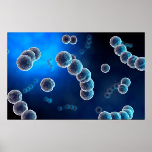 Microscopisch Uitzicht van Streptococcus 2 Poster