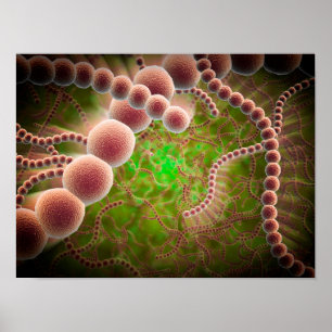 Microscopisch Uitzicht van Streptococcus pneumonia Poster