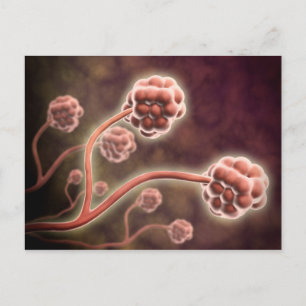 Microscopisch Uitzicht van tachybotrys Chartarum Briefkaart