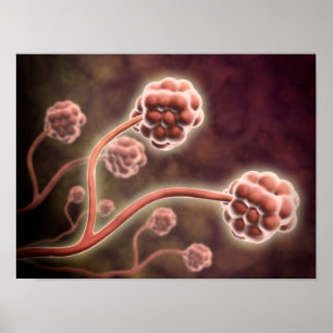 Microscopisch Uitzicht van tachybotrys Chartarum Poster