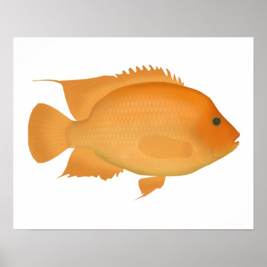 Midas Poster (Voorkant)