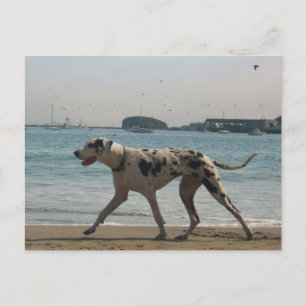 middag Stroll III Briefkaart