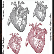 Middelgrote en kleine gelabelde vintage anatomisch
