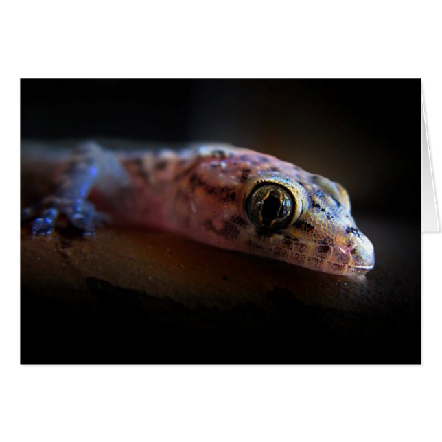 Middellandse Zee Gecko Lizard (Voorkant Horizontaal)