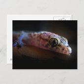 Middellandse Zee Gecko Lizard Briefkaart (Voorkant / Achterkant)