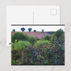 Middellandse zeedoorngras in Canyon Briefkaart