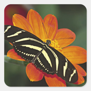 Midden-Amerika, Costa Rica, Selva Verde Vierkante Sticker