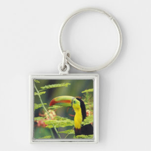 Midden-Amerika, Honduras. Keel-naveltoucan Sleutelhanger
