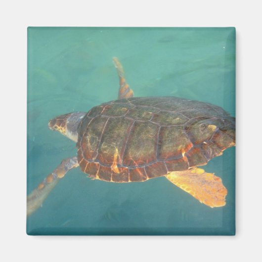 Midden-Amerika, Panama, Bocas Del Torro Magneet (Voorkant)