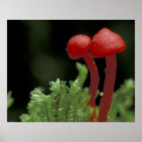 Midden-Amerika, Panama, provincie Chiriqui, 2