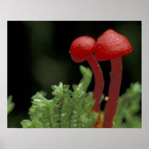 Midden-Amerika, Panama, provincie Chiriqui, 2 Poster