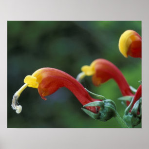 Midden-Amerika, Panama, provincie Chiriqui Poster