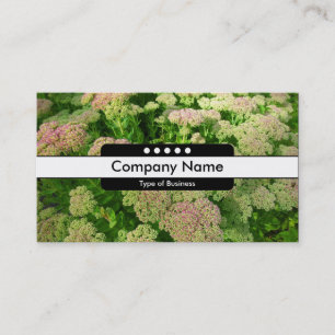 Midden band 5 Spots - Sedum "Autumn Joy" Visitekaartje