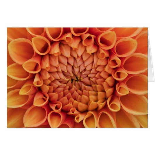 Midden Sinaasappel Dahlia Flower Blank Binnen (Voorkant Horizontaal)
