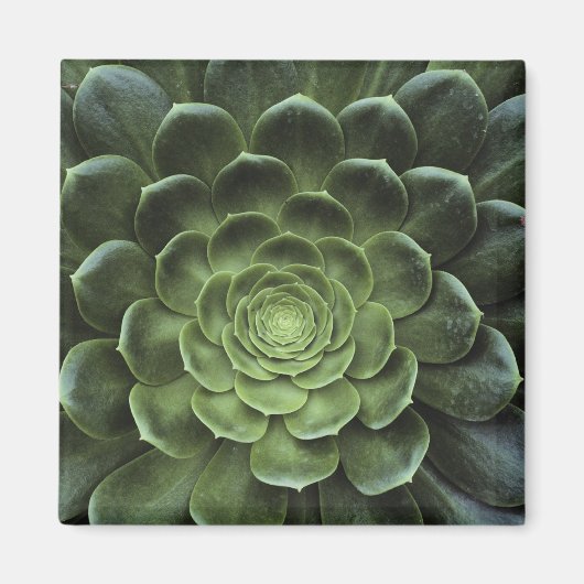 Midden van Cactus Magneet (Voorkant)