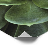 Midden van Cactus Poster (Hoek)