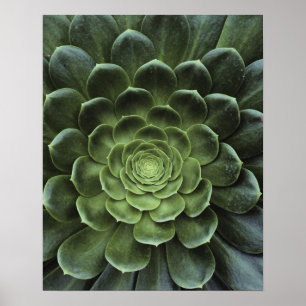 Midden van Cactus Poster