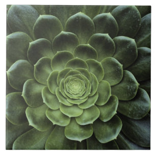 Midden van Cactus Tegeltje