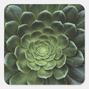 Midden van Cactus Vierkante Sticker