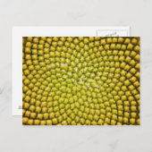 Midden van de zonnebloem (Helianthus annuus) Briefkaart (Voorkant / Achterkant)