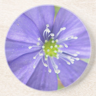 Midden van een blauwe bloem met witte stempels zandsteen onderzetter