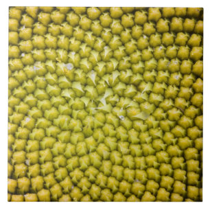 Midden van reuzenzonnebloem (Helianthus annuus) Tegeltje