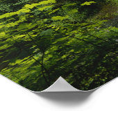 Middennoord herfst, Silver Herfsten State Park Poster (Hoek)