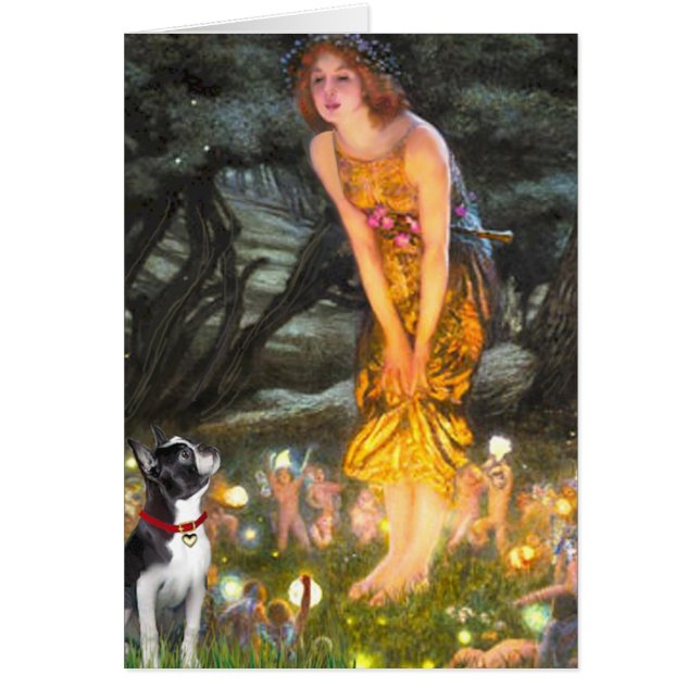 MidEve - Boston Terrier #2 (Devant)