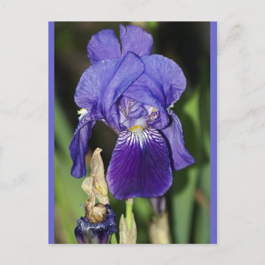 Midinnight Iris Bloemen Briefkaart (Voorkant)