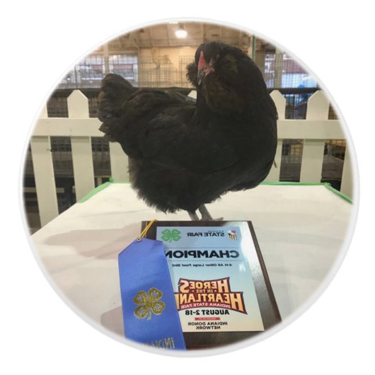 Midnight Ameraucana Champion Chicken knob pull BW Keramische Knop (Voorkant)