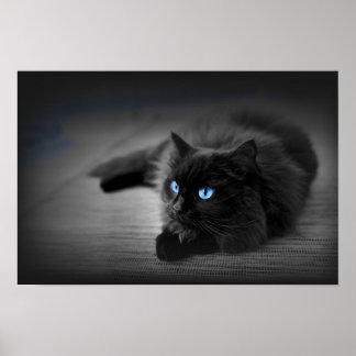 Midnight Blue Eyes — Zwarte Kat Muur Kunst Poster
