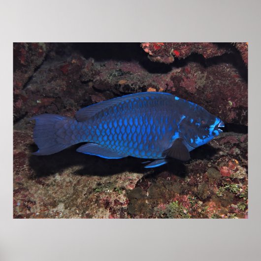 Midnight Parrotfish Poster (Voorkant)