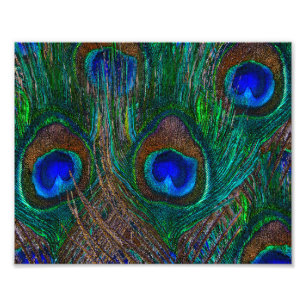Midnight Peacock Feathers Etching Style Decor Foto Afdruk