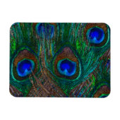 Midnight Peacock Feathers Etching Style Decor Magneet (Horizontaal)