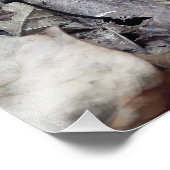 Midnight-Pet Foto Afdruk (Hoek)