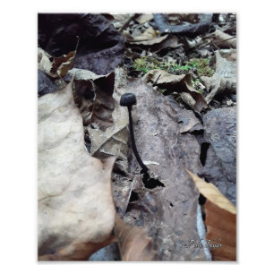 Midnight-Pet Foto Afdruk