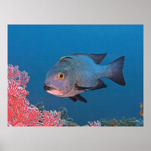 Midnight Snapper Poster (Voorkant)