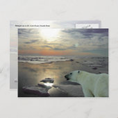 Midnight sun & polair beer, Arctic Ocean Briefkaart (Voorkant / Achterkant)