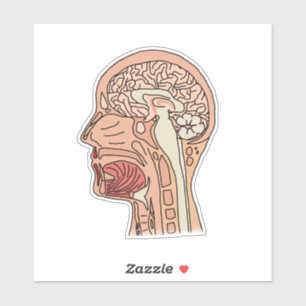 Midsagittale Hersen Doorsnede Sticker