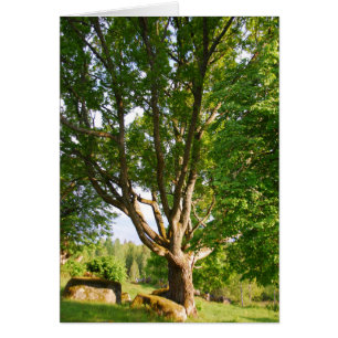 Midzomer Light Småland