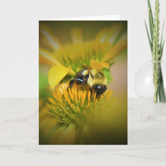Miel Abeille Sur Coneflower, carte (Devant)