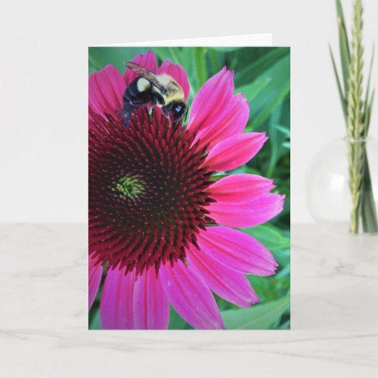 Miel Abeille Sur Coneflower, carte (Devant)