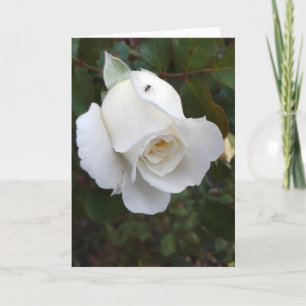 Mier op een witte Rose Blank Kaart