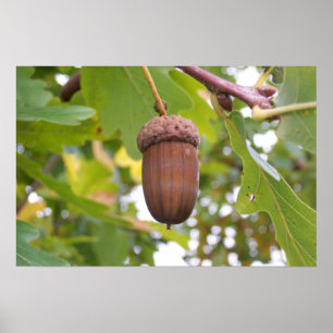 Mighty Acorn in een eikenboom Poster