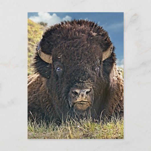 Mighty Bison Briefkaarten (Voorkant)